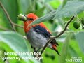 Bali Birding Photography