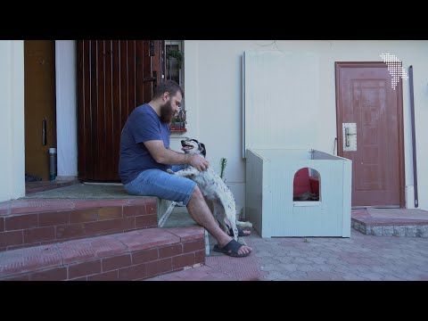 Video: Câini ai celor fără adăpost
