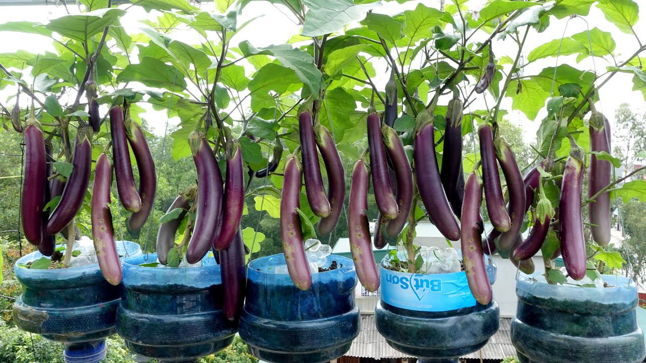 With just a few plastic bottles and no garden, harvest eggplants with