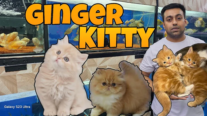 Video 11319301: persian cat calico kitten, persian cat kitten white, persian cat baby kitten, quality kitten, color kittens, ginger kitten