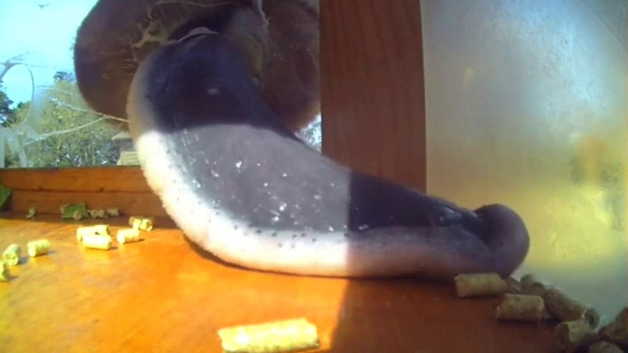 Zo lang is de tong van een giraffe - YouTube