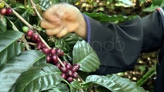 Picking Coffee Close Up Stock Footage