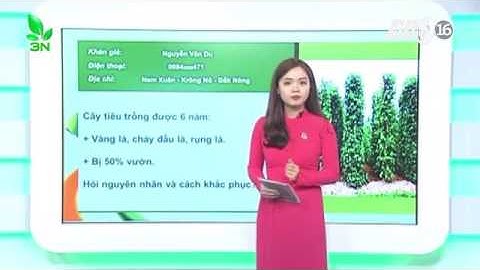 Cách khắc phục cây tiêu bị vàng lá, rụng lá