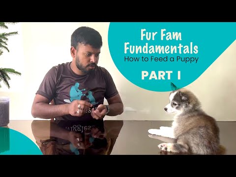 Fur Family Fundamentals | The Correct Way to Feed A Dog | Wiggles - video from Wiggles