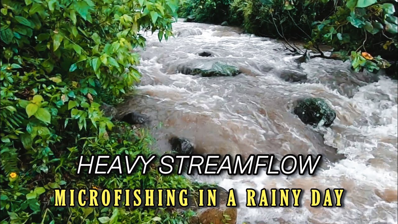 ‼️ FISHING IN THE RAIN ‼️  MICROFISHING / TANAGO BARRED LOACHT (Nemacheilus fasciatus)