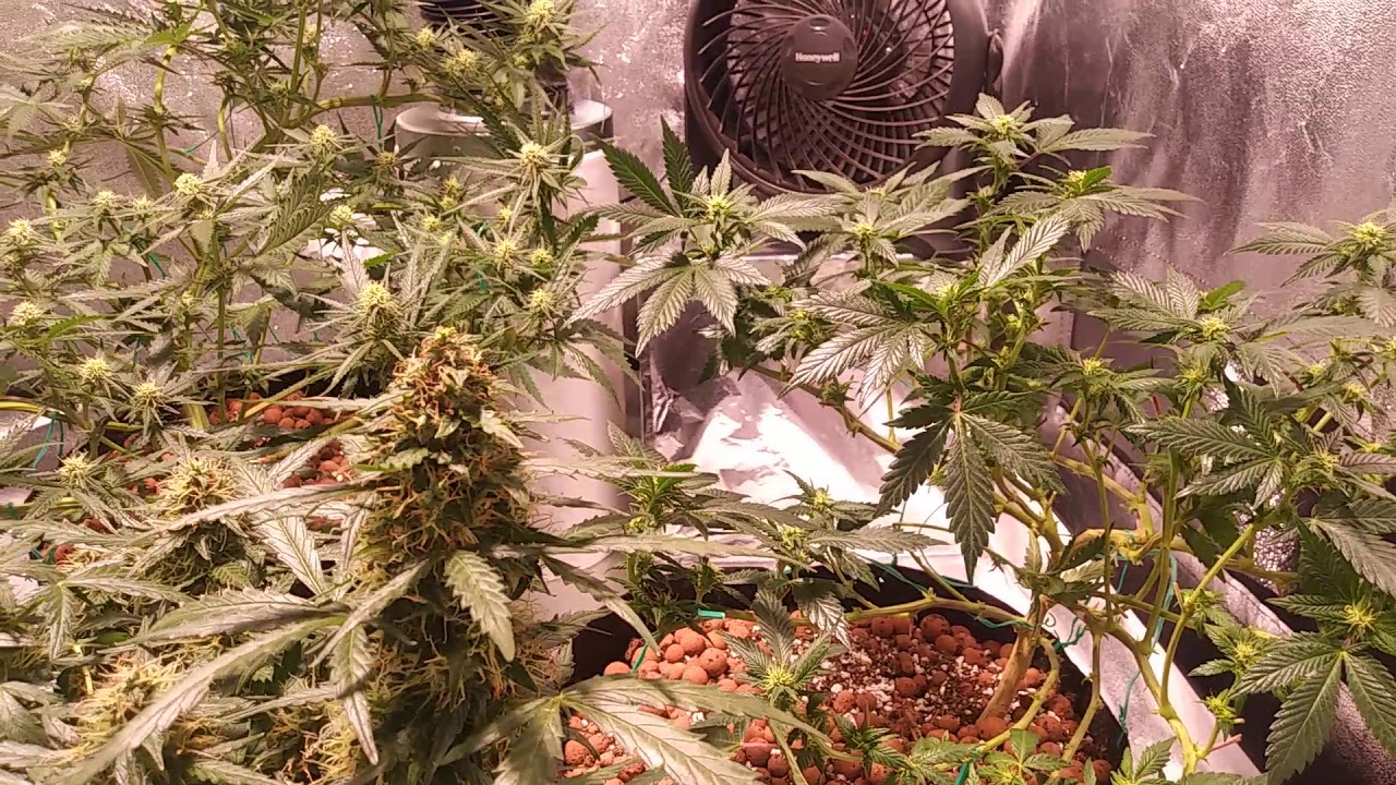 3rd week flower defoliation of cannabis plants.(4 by 4 indoor grow)