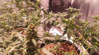 3rd week flower defoliation of cannabis plants.(4 by 4 indoor grow)