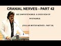 CRANIAL NERVES - PART 42, SEE SAW NYSTAGMUS &amp; OVER VIEW OF NYSTAGMUS,OCULAR MOTOR NERVES - PART 28