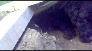 Terrier Hunting Training