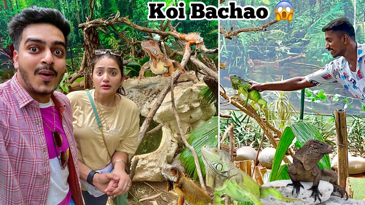 Ye kya pakad liya 😧 Koi bachao 😥 Iguana and Crocodiles 😰