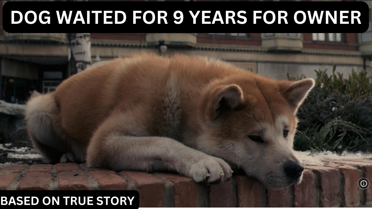 Hachi A Dog's Tale (2009 True Story) Full Movie EXPLAIN in HINDI 