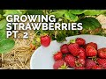Growing Strawberries (Part 2): Pruning, Pests, and Harvesting