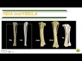 Comparative anatomy bones of the pelvic limb
