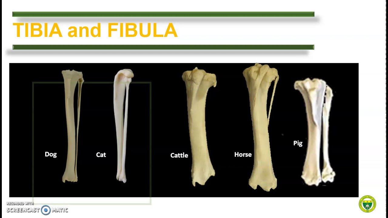 cat tibia and fibula