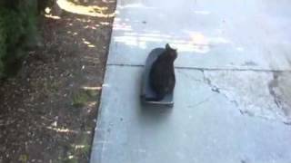 Skateboarding cat by moversmoving 617 views 12 years ago 19 seconds