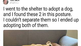 Animals That Found Homes and Gave Their New Owners Tons of Love