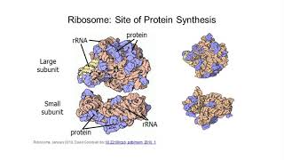 BIO204 Translation
