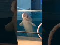1人で登場，1人で次の動きをする🐬このシロイルカ優秀すぎる💖シロイルカ，八景島シーパラダイス，水族館，dolphin・aquarium・Japan・beluga・animal・Japan・cute