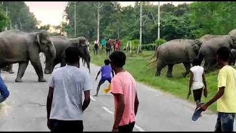 Elephant chased & attack