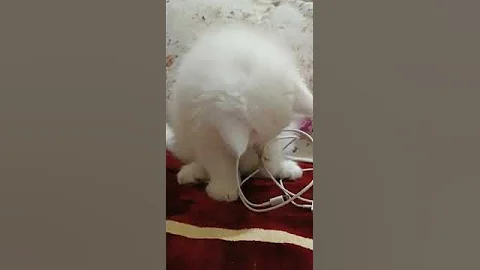 Video 2081631: persiancat persians, kitten white persiancat