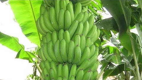 CHUỐI TIÊU HỒNG - TÍNH ĐÚNG DỊP TẾT CỔ TRUYỀN DÂN TỘC -CHO THU NHẬP CAO  #chuoitieuhong