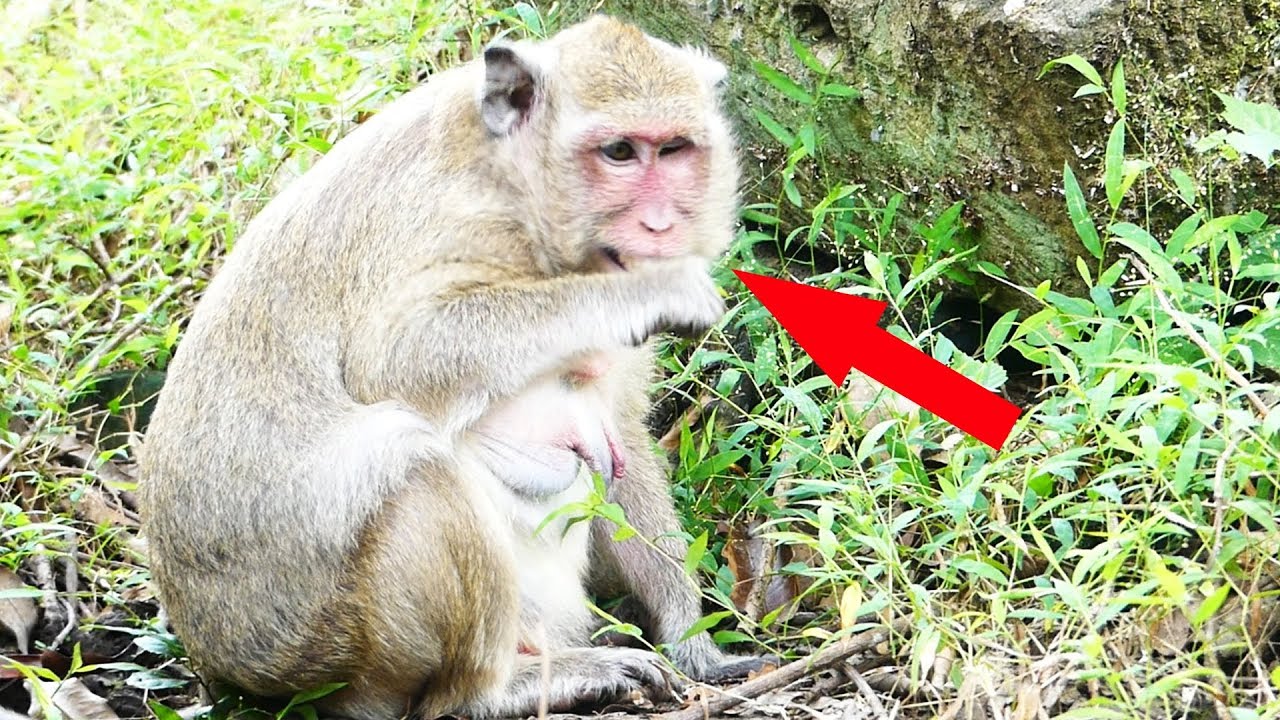 Popeye Stop Request Leader Brutus Monkey Because Popeye​ have a baby, Popeye very happy ,ST 378