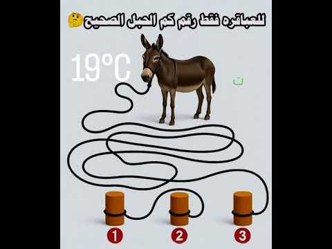 لو جبتها هحولك 100 حالا