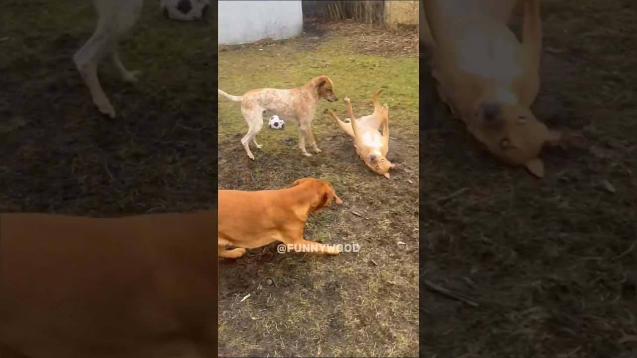 I Didn’t Expect That 😂 | Unexpected Funny Fails