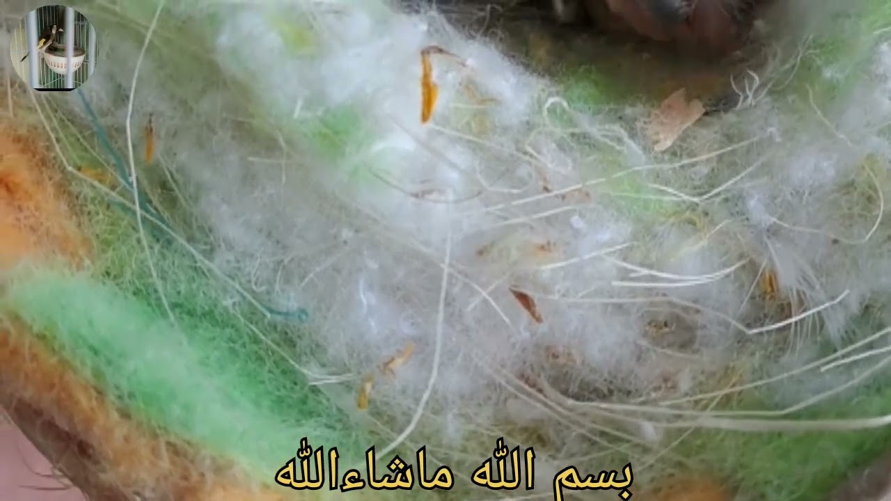 الحمدلله  إنتاج فراخ الحسون في السلاكة