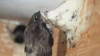 Suara inap MAXX99 original, full durasi