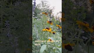 Pollinator garden grown from seed #pollinatorgarden #cutflowergarden