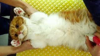 노을이 또 다시 피오줌 목격했어요 ㅠ.ㅠ 병원가자! 노을이 또 다시 피오줌 목격했어요 ㅠ.ㅠ 병원가자!