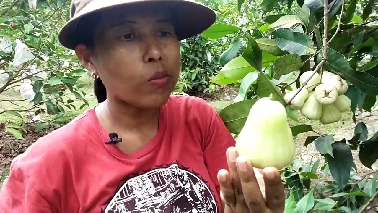 panen melimpah jambu madu deli bisa mencapai 50 kilo per pohon sekali petik