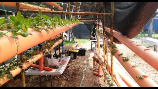 Plants Don't Lie.  Brown's Gas (HydrOxy, HHO) for Health