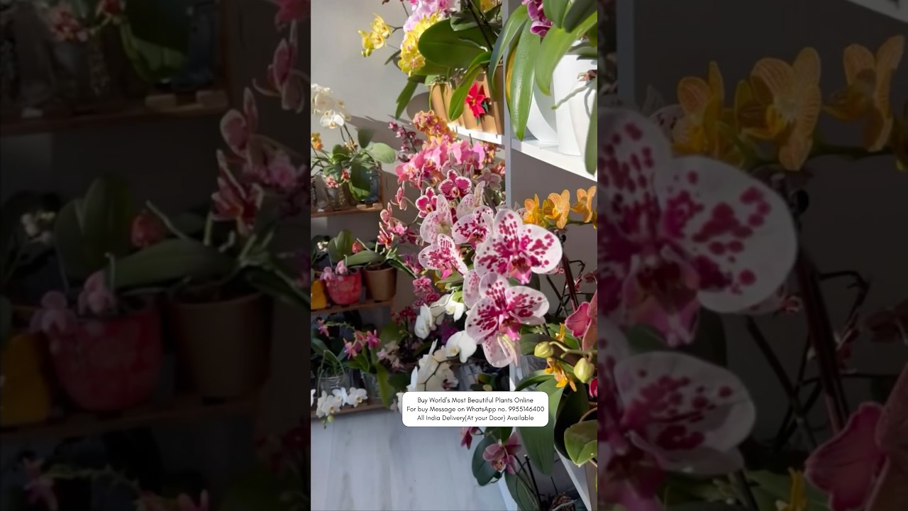 🪴Buy Orchids plants online 🌱 