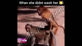 Funny video of Primates mating