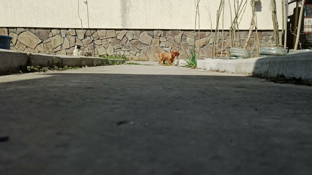 Cavalier King Charles Spaniel