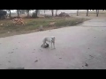 Cat And Dog Both Are Friend But Human S Are Enemy With Each Other Cat And Dog Both Are Friend But Human S Are Enemy With Each Other