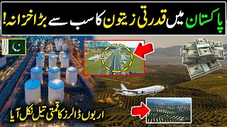 Billion of Dollars Industry of Pakistan | Big Olive oil Extraction in Pakistan | | Olive oil Farming