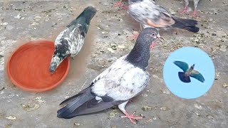 Garmi Ma Kabootar Uray Sath Jeith Wala Kabootar Pakra | Hashim Mahmood Pigeons