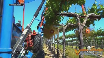 UC Davis Study:  High-Tech Robots Could Replace Humans To Harvest Grapes