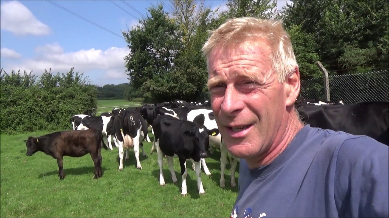 DUTCH ELM DISEASE IS BACK ON THE FARM