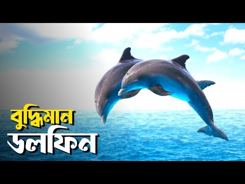 ভিডিও: বুদ্ধিমান স্তন্যপায়ী প্রাণীরা