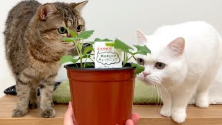 猫に初めて西洋またたびを見せたらこうなります…笑