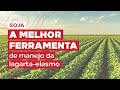 Depoimento de especialista | Proteja a soja da lagarta-elasmo e preserve seu estande