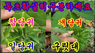 참당귀,개당귀,일당귀,구릿대 확실하게구분하세요#당귀구별법