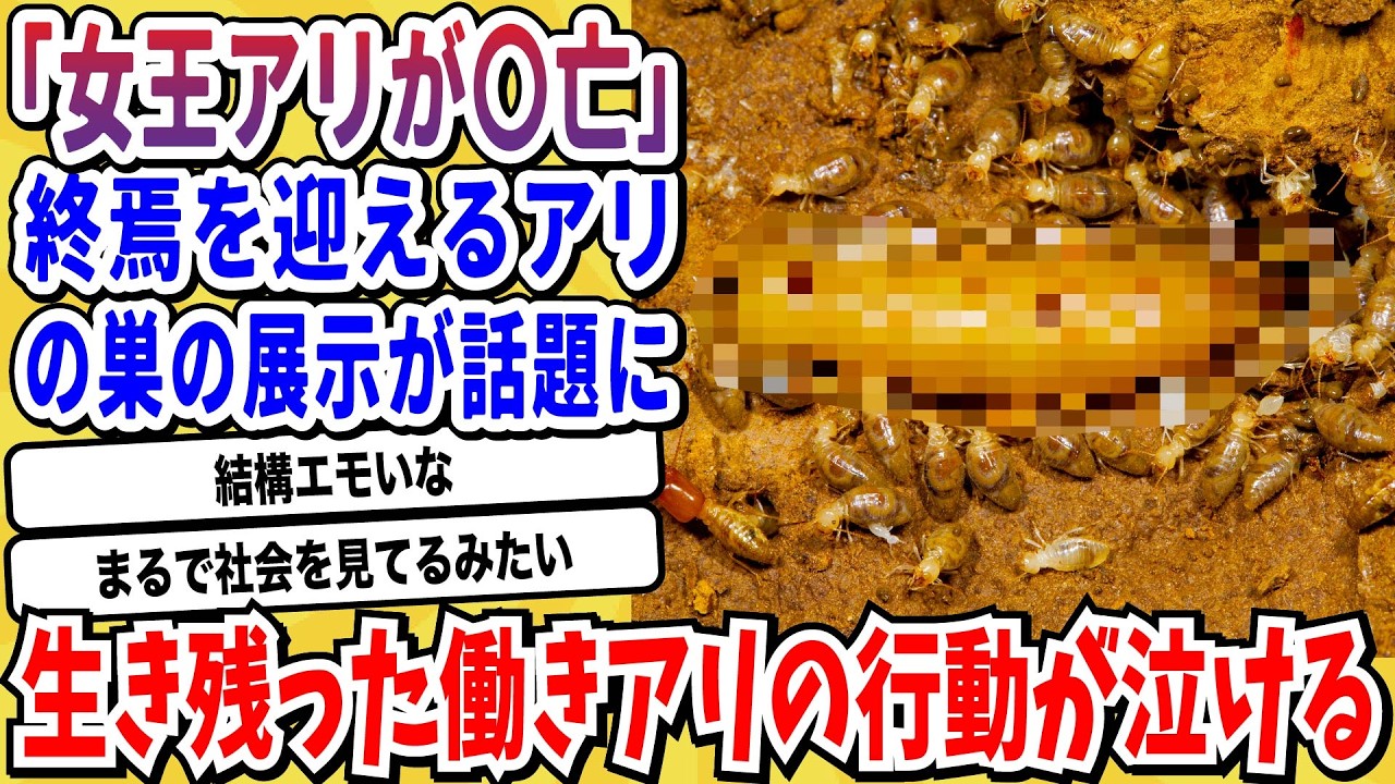 【2ch動物スレ】シロアリの女王…卵を孕んだ映像がヤバすぎる→映像で見ると想像の10倍キモいと話題にwwwww【なんj/にちゃん 面白いスレ】