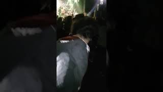 Radang Kelamin Gotick K Fest