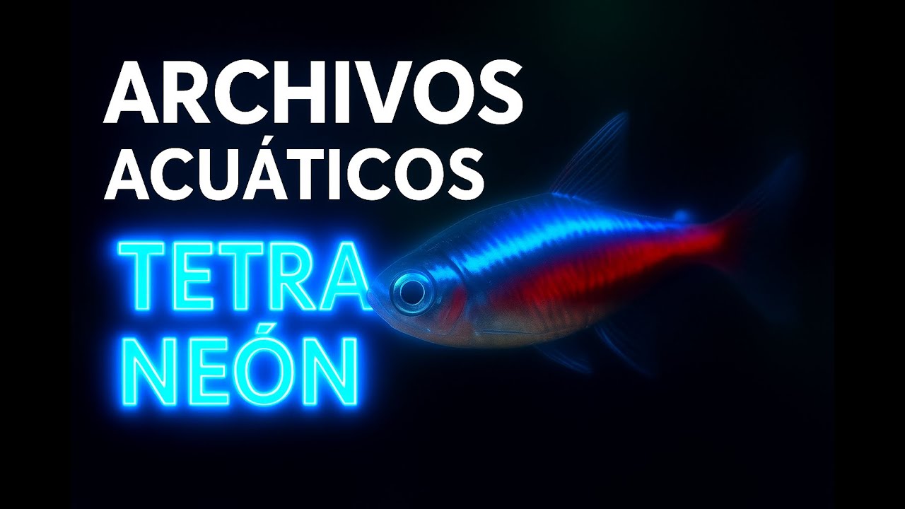 CÓMO cuidar PECES TETRA NEÓN correctamente