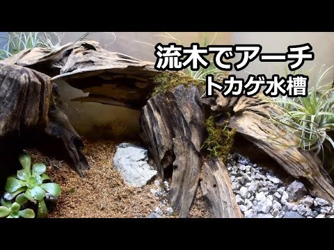 流木でアーチ トカゲ水槽立ち上げ Youtube